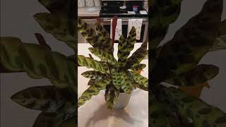 rattlesnake plant houseplant care tutorial plants gardening garden plant houseplants planting [upl. by Edlitam]