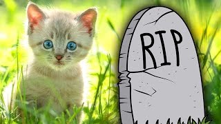 Where Pets Go When They Die [upl. by Normandy]