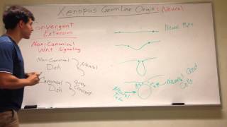 Xenopus Germ Layer Origins Neural stuff Pt 2 [upl. by Larred]