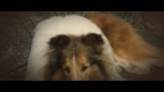 Lassie 2005 polski dubbing [upl. by Sutherlan]