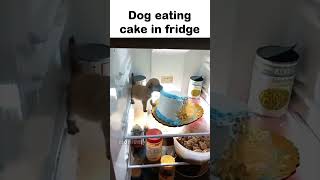 dog eating cake in fridge [upl. by Atirihs]