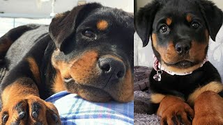 Filhotes de Rottweiler [upl. by Morry420]