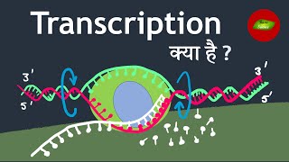 Transcription in Hindi  Gene Expression in Hindi  Basic Science Series [upl. by Notlad]