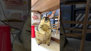 Pet Marmots Hidden Feast Under The Table cute marmot cutepets pets marmota marmotta [upl. by Kristien707]