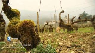 Bandeannonce Millésime  Balade en côte de Beaune [upl. by Yrrehc]