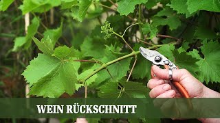 Sommer Beschnitt am Wein  Wann und wie beschneidet man Wein [upl. by Ahseid934]