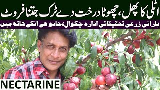 BIG Scope of NECTARINE Farming in Punjab  Best FRUITS of the WORLD in Pakistan [upl. by Inilahs]