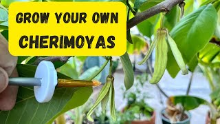 Cherimoya Growing  Easy Hand Pollination for the Beginner [upl. by Oliy]