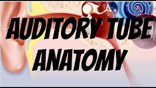 auditory tube anatomy simple prepare for exam clinical diagrams  notes for exam [upl. by Trab]