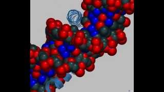 bZip Transcription Factors Picking up DNA with chopsticks [upl. by Adnar144]