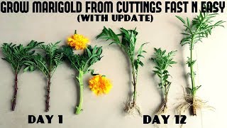 How to Grow Marigold From Cutting Fast N Easy With Update Video [upl. by Aciria825]