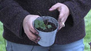 Gardening Tips  How to Grow Strawberries Indoors [upl. by Yrevi]