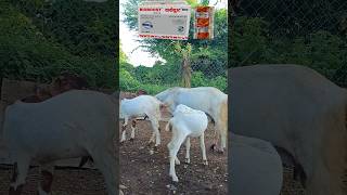 Bioboost bolus ke faide trending sawale farming pets animals facts viralvideo bioboost all [upl. by Giordano953]