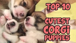 TOP 10 CUTEST CORGI PUPPY VIDEOS OF ALL TIME [upl. by Julio762]