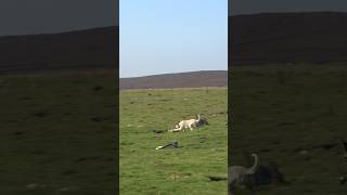 What a catch ferreting rabbiting rabbithunting lurcher hunting [upl. by Attegroeg914]