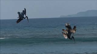 Pelicans at Isla Jicaron [upl. by Lucila392]