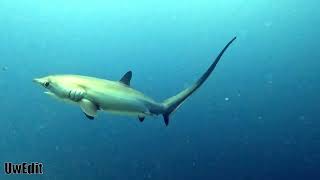 Thresher shark  Kimud Shoal Malapascua 🦈 [upl. by Marshall]