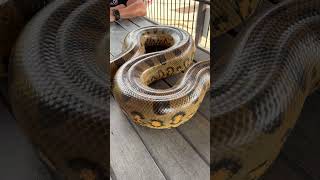 Check out this anaconda snake slithering around [upl. by Ynagoham]