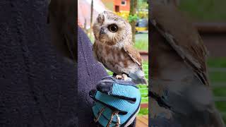 Tito tips the scales at a healthy 70 grams 24 oz OwlMagic AlaskaOwls TinyOwlBigHeart [upl. by Marola]