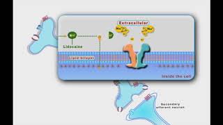 Local Anesthesia animation [upl. by Ttreve201]