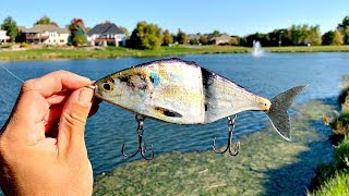 Making a Shad GlideBait from a REAL FISH IT WORKED [upl. by Ellga516]