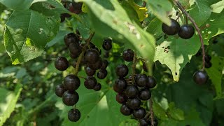 Chokecherry Foraging [upl. by Acinorev124]