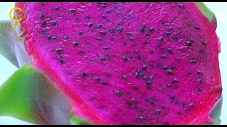 La pitaya un cultivo innovador en hidroponía [upl. by Rovelli518]