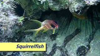 Snorkeling at Breezes Grand Negrilwmv [upl. by Ladnor]