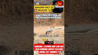 😲Amazing  Leopard amp Nilgai Has Been Drinking Water Together During Hot Summer🏜🦬💕🐆 wildlife shorts [upl. by Derfliw]