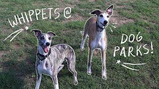 Whippets at the Dog Park [upl. by Aremaj]