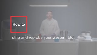 How to strip and reprobe your western blot [upl. by Priestley]