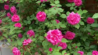 Zephirine Drouhin climbing rose [upl. by Lattonia]