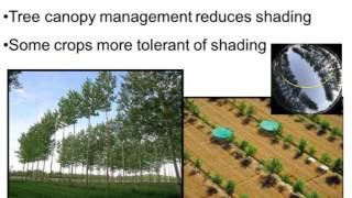 Agroforestry A new approach to increasing farm production [upl. by Atteuqnas]