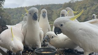 Meet my lovely friends the cockatoos [upl. by Gnilsia]