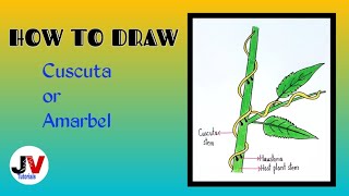 cuscuta drawinghow to draw cuscutaparasitic plant drawingdodder drawingamarbel drawing [upl. by Gilford]