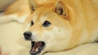 YouTube Trolls Doge with New quotDoge Memequot Easter Egg [upl. by Story]