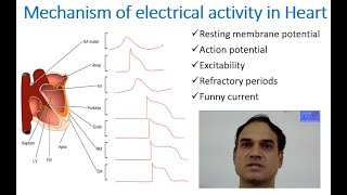 Mechanism of electrical activity in heart [upl. by Assiroc785]