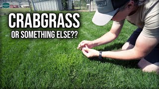 Is This CRABGRASS or Something Else [upl. by Kent412]