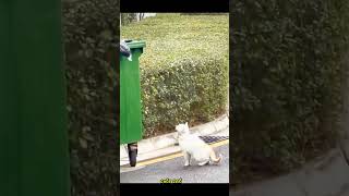 Cat Meowing🌹🐈🐈🌹Cat Soundfunny Cute Cat Videos shorts cat cats puppy catlover catfunnyshorts [upl. by Janis804]