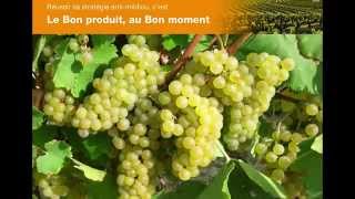 Stratégie antimildiou  le bon produit au bon moment [upl. by Sachi]