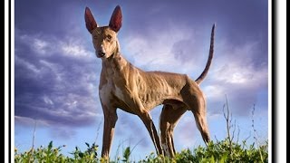 El podenco Canario Documental [upl. by Peg]