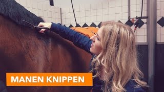 Manen knippen met Eve  PaardenpraatTV [upl. by Phyllis]