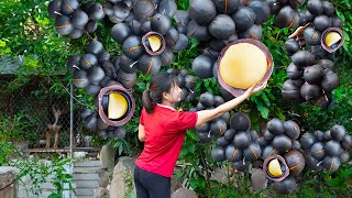 Harvesting Devils Macadamia Nuts Goes to market sell  Have you ever eaten this type of seed [upl. by Yellac]