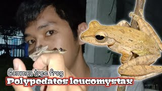 KATAK POHON BERGARIS  GEDINDANG  Polypedates leucomystax [upl. by Thecla305]