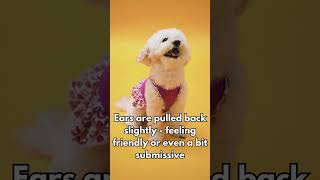 What Your Dog’s Ears Are Telling You Dog Ear Positions Explained Doglovers PetCare DogTips [upl. by Enilada207]