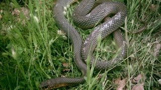 Caspian Whipsnake  Dolichophis Caspius [upl. by Torre]