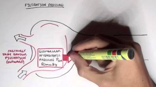 Nephrology  Glomerular Filtration [upl. by Spark]