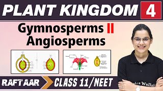 Plant and Kingdom 04  Gymnosperms l Angiosperms  Class 11NEET  RAFTAAR [upl. by Ahsercel]