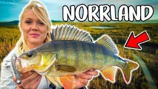 Exploring NEW Waters In Northern Of Sweden BEST PERCH FISHING IN SUMMER  Team Galant [upl. by Normak]