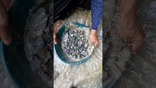 WOOW AMAZING GOLD PROSPECTING GOLD DISCOVERY GOLD RUSH TRADITIONAL GOLD PANNING [upl. by Champaigne]